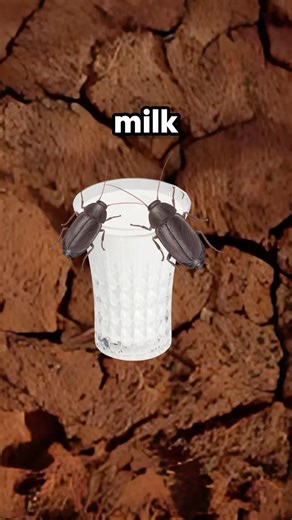 This Bug Makes Milk Stronger Than Cows!