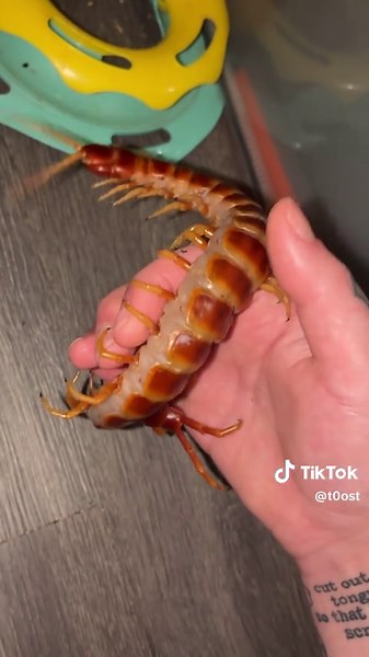 This creature is anatomically perfect #fyp #centipedes #myriapoda #Millipedes #exoticpets