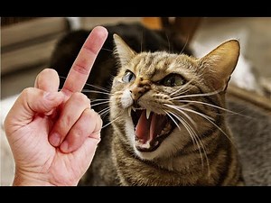 Cats and Dogs Reaction to Middle Finger 🐱🐶 Cats and Dogs Really Hate Being Flipped Off