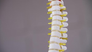 Human Spine Model with Nerves Close-Up