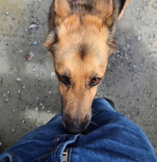 IF your dog is sniffing your genital area, it means you have…see more | Karla's Stories