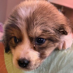 St Clair, MO - Great Pyrenees. Meet Dexter a Pet for Adoption - AdoptaPet.com