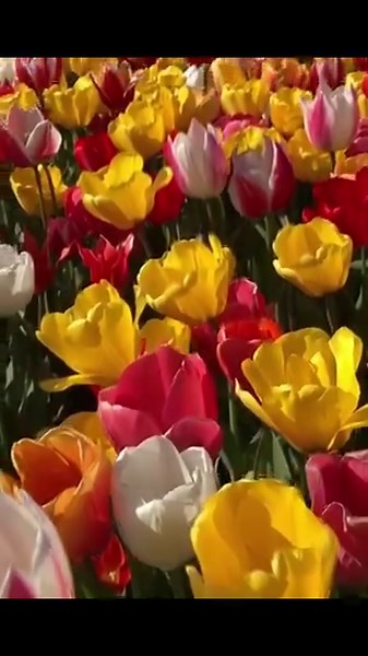 Tulip season 🌷✨🌿 #fyp #tiktoktravel #netherlands #tulips #tulipfields #dutch #holland #tulipseanson #flowerplanting | HollandBulbFarms.com