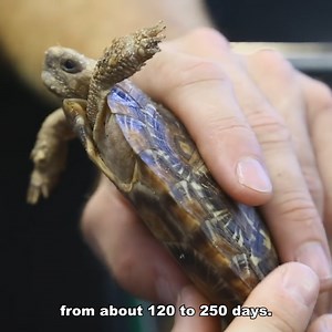 29K views · 1.8K reactions | Zoo Med's SECRET Turtle Room! | Kamp Kenan | Facebook