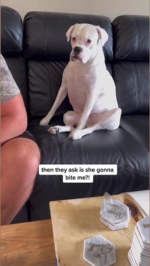 14K views · 2.5K reactions | The RBF (resting boxer face) is real with this one #fbreels #boxerdog #whiteboxer #doghumor | Layla the Boxer | Facebook