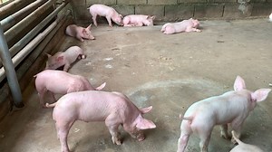 Beautiful piglets - Very healthy pig breed | Pig Videos