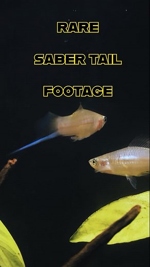 Happy Star Wars Day everyone🌟 The force is strong with these Green Swordtails (Xiphophorus hellerii). Some might call them the Jedi of the aquarium. #revengeofthesidthimunki #wetspottropicalfish #aquascape #freshwateraquarium #buyfishonline #tropicalfish #swordtail #starwars #maythe4th | The Wet Spot Tropical Fish