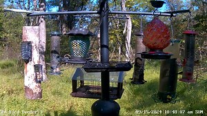 2.9K views · 87 reactions | During the fall migration, spotting a...