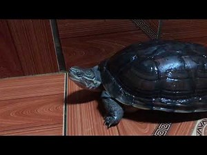 Cách nhận biết rùa Trung Bộ