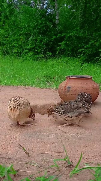 1.3K views · 18 reactions | DIY Quail Trap - Simple Unique Underground Quail Trap Using a Pot and Shallow Hole | Animals Trap | Facebook