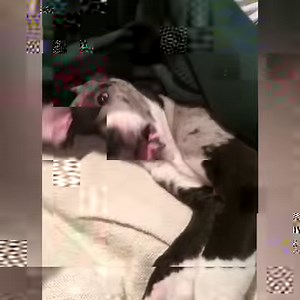 Why Great Danes are so GREAT | Always Funny