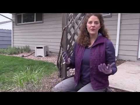 Colder Climates: How to Prune English Lavender in Spring