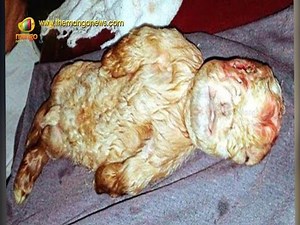 Baby Goat Born With Human Face In Malaysia | Mango News