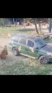 1.4M views · 4.8K reactions | Cock  and tiger  | Beautiful nature | Facebook