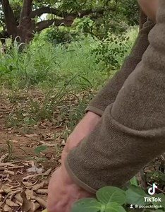 David Pocock on Reels