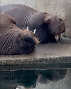 Our adorable young walruses are crashing hard after a day of fun in the sunshine. ☀️ Crank up the volume to hear their hilarious snoring symphony! 💤 Walruses are known to produce loud, rumbling sounds while they sleep, which can definitely be compared to snoring. These snoring sounds can range from low grumbles to deep, resonating snores. 😴 📹: Keeper Kristyn | Point Defiance Zoo & Aquarium