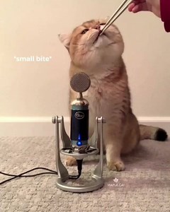 Cat love 😍 Microphone 🎤 😘 | Phat cat