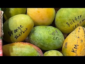 Jakarta Mango Tasting
