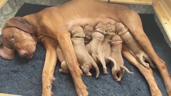 18K views · 612 reactions | We have puppies for adoption in the UK!...