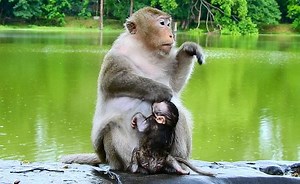 Pity baby Tia very sad nasty mom Tara refuse feed baby milk, Tia hungry and shaking cool after rain stop | Animals JoJo Family