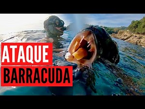 BARRACUDA ATAQUE a HUMANOS **BARRACUDA ATTACK**