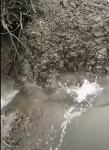 Fish run upstream fish into our basket. | Fish and passion