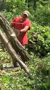 In this brief firewood video Mike is in the neighbors woods cutting a hung up black locust tree into outdoor boiler firewood using his Stihl MS391 chainsaw. Here's the link to the full length video: https://www.facebook.com/JoesPremiumFirewood/videos/461224748543831/ | Joe's Premium Firewood