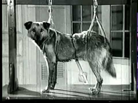 Classical Conditioning (in 3 minutes)