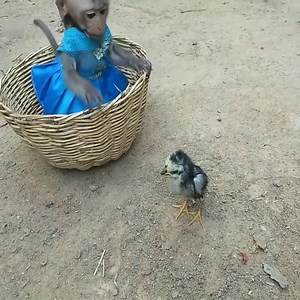 2.9K views · 27 reactions | Baby Monkey Playing With Chicks | 퐌퐨퐧퐤퐞퐲 퐋퐨퐯퐞퐫 | Facebook
