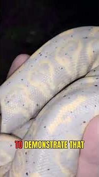 Snake Shedding: Top Tips & What New Owners NEED to Know! #snake #ballpython #snakeshed #shorts #fyp