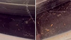 Miami TV station INFESTED with termites; bugs eat anchor desk, studio