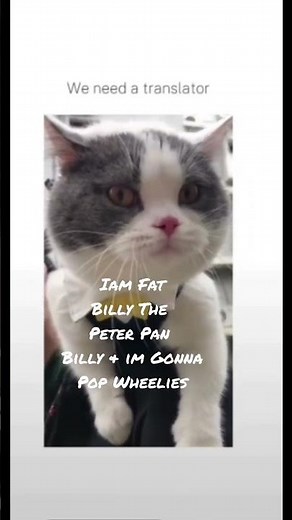 The Talking Cat Fat Billy tells a story.