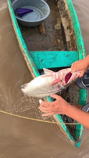 Puro robalo de buen tamaño para comer - pesca de robalo