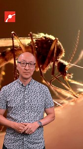 Why are mosquitoes shutting down towns in Massachusetts? The area is experiencing an outbreak of EEE, a mosquito-borne virus that causes flu-like symptoms, and sometimes dangerous brain inflammation. #EEE #Mosquito #Virus #Science #PublicHealth #BreakingNews | Museum of Science, Boston