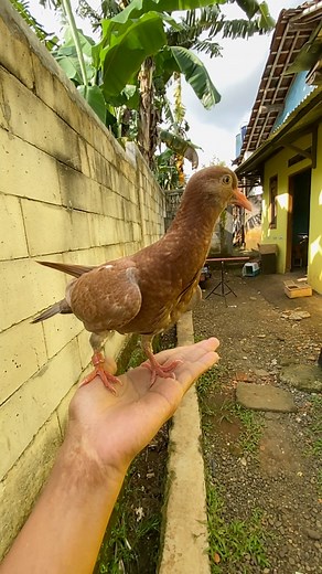 1.4M views · 47K reactions | Boy #merpatiku | Merpatiku | Facebook