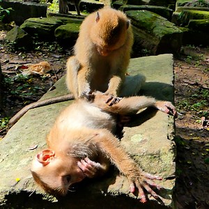 3.3K views · 153 reactions | Most beautiful Rainbow give sweet grooming for Tinky | Beloved Monkeys Of Cambodia | Facebook