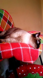 25 reactions | Jasmine's on the mend. She's eating better and her eye...