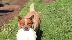 A clearer video of Arrow doing his job | Australian Cattle dog rescue Victoria