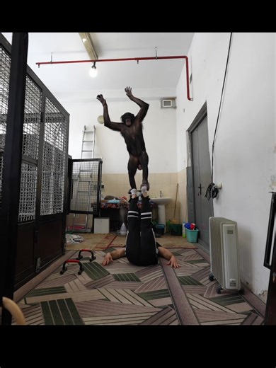 How did the first chimpanzee training session of the year go? Part 2