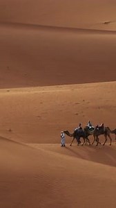 Camel Caravan in Desert Sand Dunes