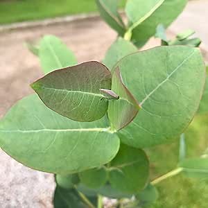 CHUXAY GARDEN Eucalyptus Neglecta Seed 5 Seeds Omeo Gum Tree Evergreen Ornamental Specimen Trees Spectacular Display