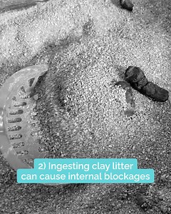 The most innovative solution to your litter box problems. | PrettyLitter | Facebook