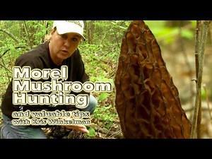 Morel Mushroom Hunting and valuable tips from Kris Winkelman