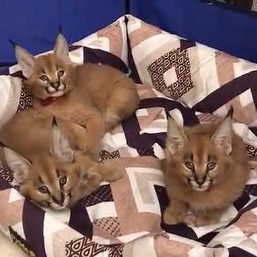 caracal kittens for sale
