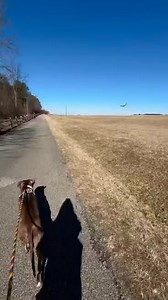 Bronco | BARCS Animal Shelter | Facebook