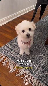 Canine Caviar on Reels