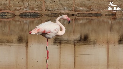 4.2K views · 59 reactions | Here is another video edit of the adult...