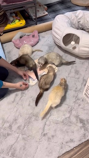 Adding to the ferret room, Double Hammock Stand You can find a link to this Double Hammock Stand on my Amazon store front (Links in my bio) . . . . #ferrets #ferretlife #ferretlover #ferretroom #carpetsharks #cuteferrets #ferretsplaying #spoiledpets #smallanimalsofinstagram #smallpets #ferretfun #amazonpets #amazonfinds #amazoninfluencer #amazonstorefront # | Ferrettails