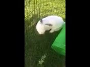 Meet Bubbles. Bubbles is a 18 month old female bunny. Go to VCAS Camarillo today to meet Bubbles. | Paw Works