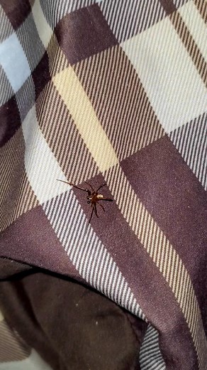 Dealing with a Black Widow Spider in My Bed